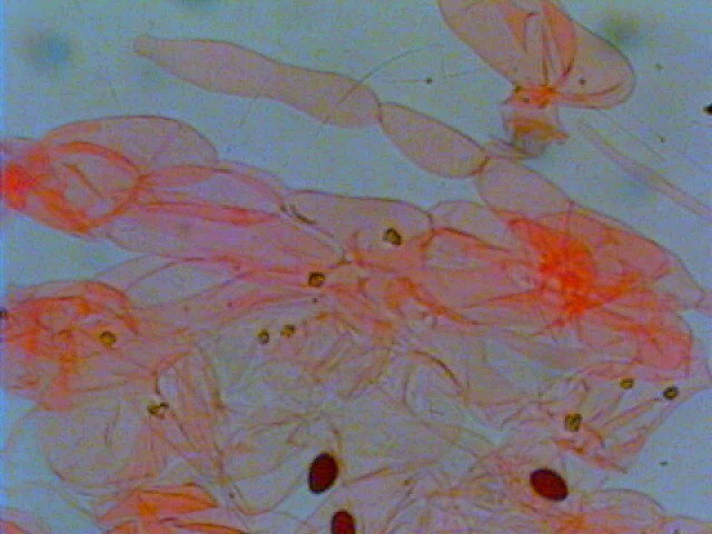 Due giorni di raccolta in 20 foto